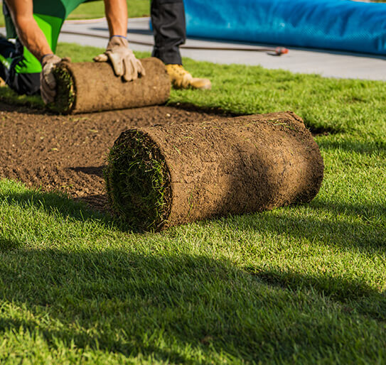 Quality Real Grass Lawn Turf Cultivatedย Rolls